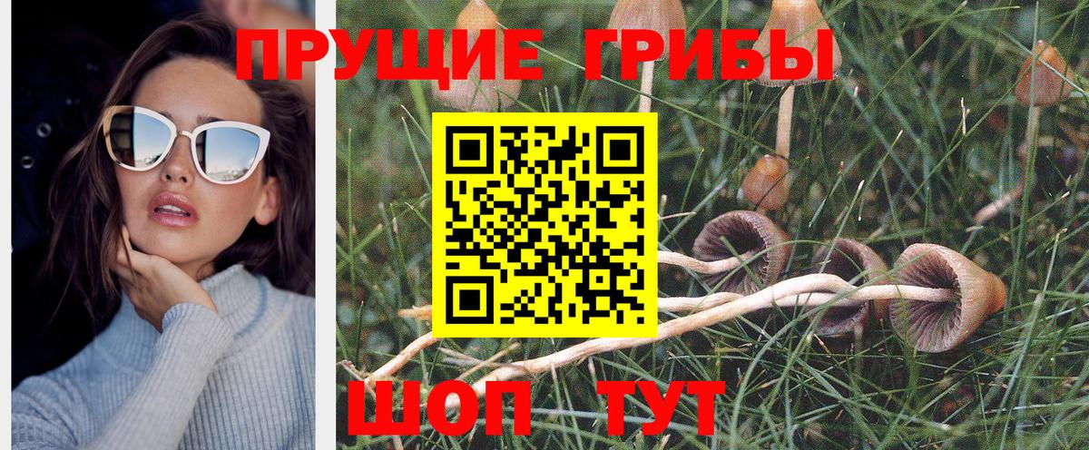 где можно купить наркотик  Вход с VPN  Карабулак  Галлюциногенные грибы GOLDEN TEACHER  Галлюциногенные грибы Cubensis 